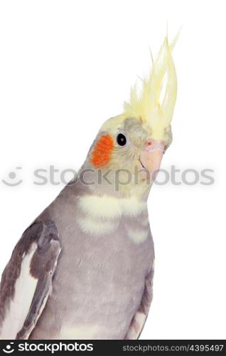 Beautiful parrot nymph gray with yellow crest isolated on a white background