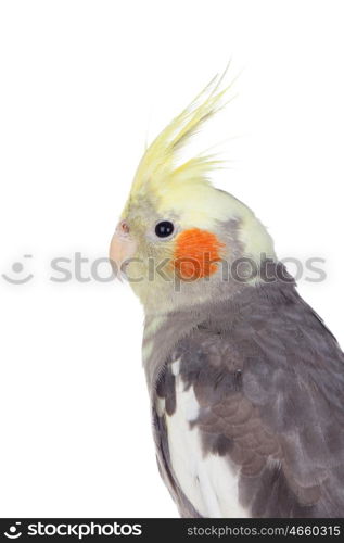 Beautiful parrot nymph gray with yellow crest isolated on a white background