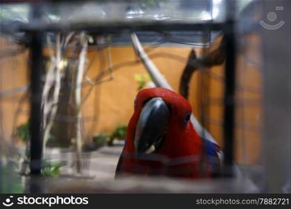 Beautiful parrot sits in a cage and sadly looks at will.
