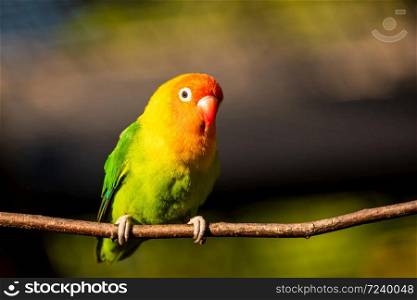Beautiful parrot, Sun Conure on tree branch. Bird background. Beautiful parrot, Sun Conure on tree branch.