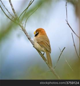 Beautiful Parrotbill, Spot-breasted Parrotbill (Paradoxornis guttaticollis), standing on a branch, back profile