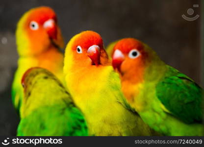Beautiful parrots, Sun Conure on tree branch. Bird background. Beautiful parrots, Sun Conure on tree branch.