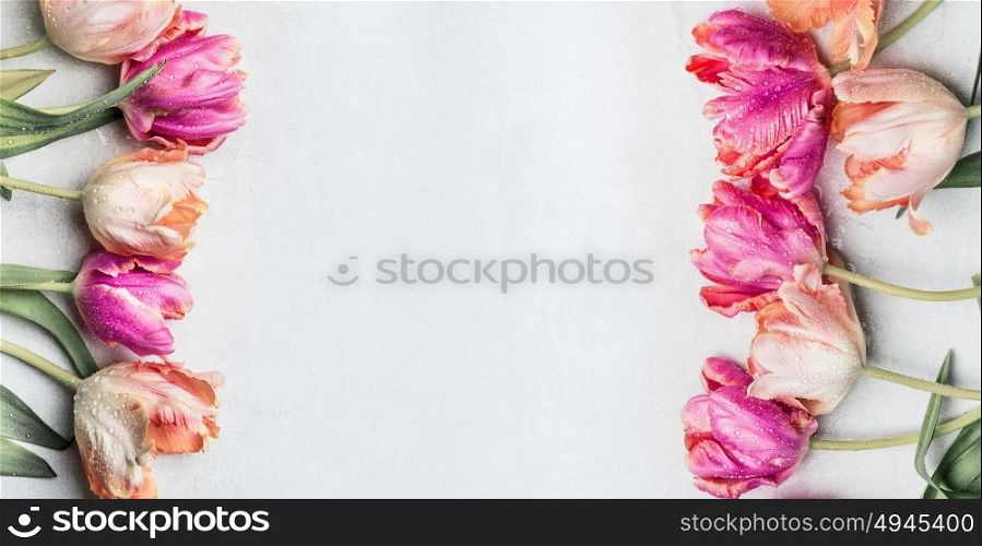 Beautiful pastel color tulips with water drops, floral banner, top view. Spring flowers concept