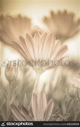 Beautiful pastel floral background, soft focus of fresh daisy flowers, springtime grunge photo