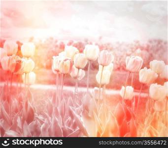 Beautiful Pastel Floral Background With Tulips Field