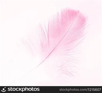 Beautiful pastel soft pink feather flamingo isolated on white background