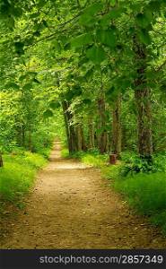Beautiful path in forest