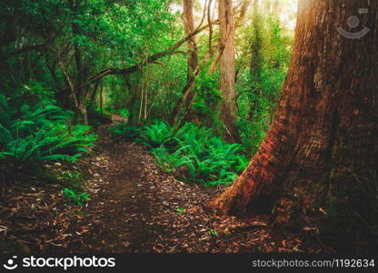 Beautiful path in lush tropical rainforest jungle in Tasman peninsula, Tasmania, Australia. The ancient jurassic age jungle is part of three capes track, famous bush walking of Tasmania, Australia.