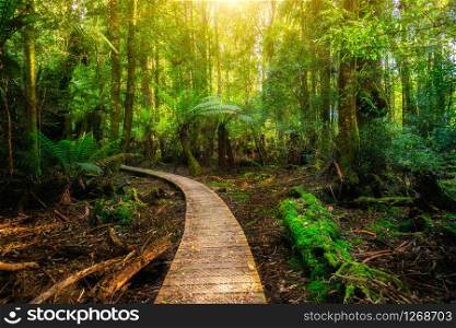 Beautiful path in lush tropical rainforest jungle in Tasman peninsula, Tasmania, Australia. The ancient jurassic age jungle is part of three capes track, famous bush walking of Tasmania, Australia.