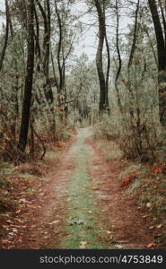 Beautiful path in the forest with fall leaves