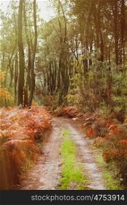 Beautiful path in the forest with fall leaves