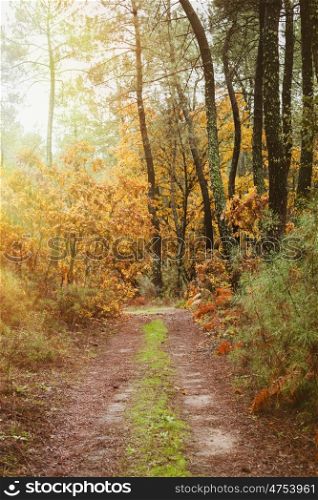 Beautiful path in the forest with fall leaves
