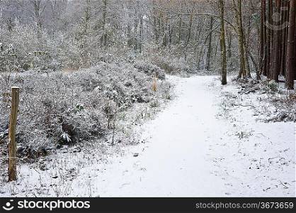 Beautiful path through forest with snow on ground and Autumn color on trees