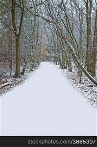 Beautiful path through forest with virgin snow on ground