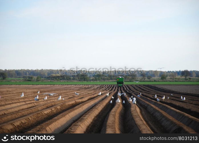 Beautiful pattern of rows in a farmers field and a group of seagulls