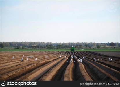 Beautiful pattern of rows in a farmers field and a group of seagulls