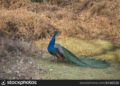Beautiful peacock basking in sunshine in forest