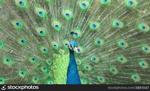 Beautiful peacock close-up