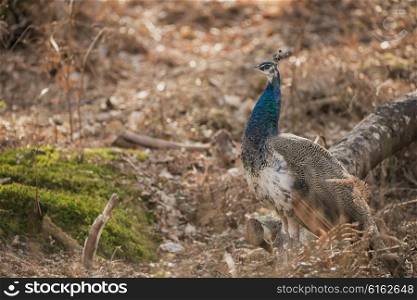 Beautiful peahen roosting in forest landscape