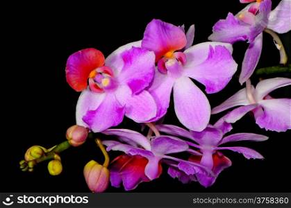 Beautiful peloric orchid, Phalaenopsis hybrid