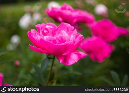 Beautiful peonies. Floral field. Shallow focus.