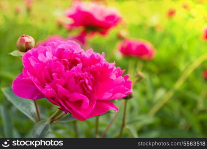 Beautiful peonies. Floral field. Shallow focus.