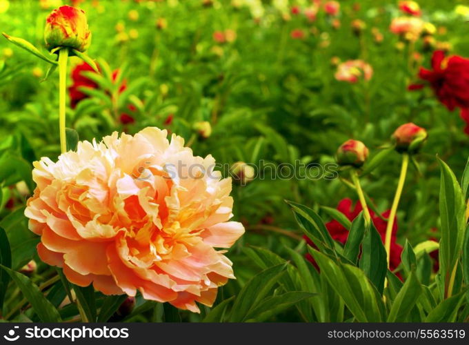 Beautiful peonies. Floral field. Shallow focus.