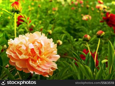 Beautiful peonies. Floral field. Shallow focus.
