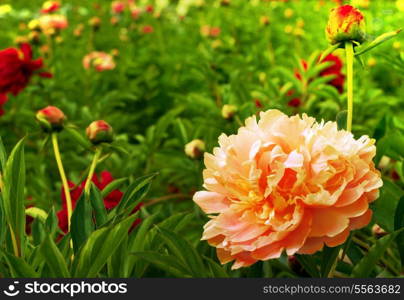 Beautiful peonies. Floral field. Shallow focus.