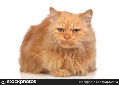 Beautiful persian cat isolated on white background