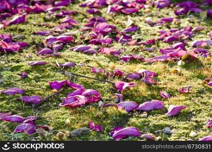 Beautiful petals on moss. Beautiful pink rose petals on green moss background
