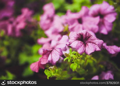 Beautiful petunia flowers in the garden. Photo with depth of field