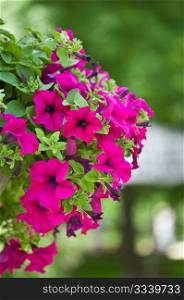 beautiful petunia flowers on a green background