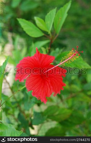 beautiful photo of a red hibiscus pistilles flower