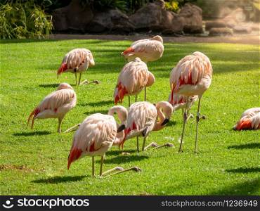 Beautiful photo of pink flaming birds flock on the fresh green grass lawn at park. Beautiful image of pink flaming birds flock on the fresh green grass lawn at park