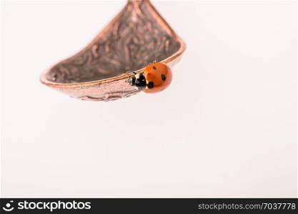 Beautiful photo of red ladybug walking around objects