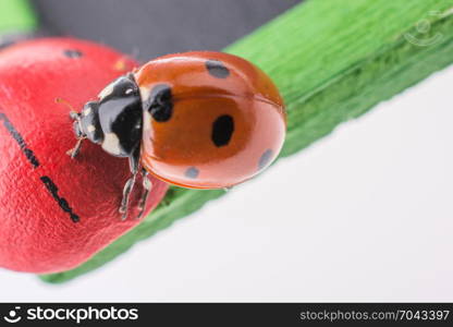 Beautiful photo of red ladybug walking around objects