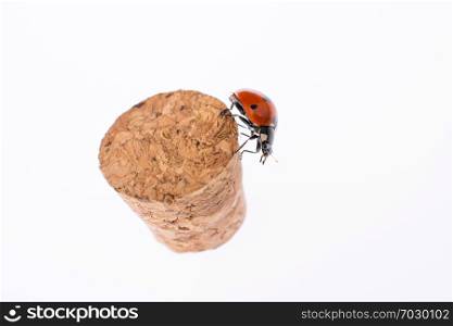 Beautiful photo of red ladybug walking on a