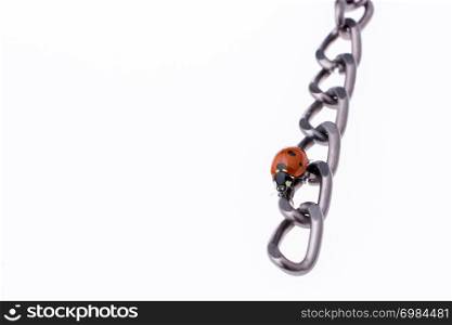 Beautiful photo of red ladybug walking on a chain