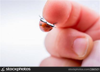 Beautiful photo of red ladybug walking on a child hand