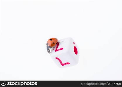 Beautiful photo of red ladybug walking on a letter cube