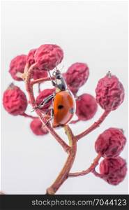 Beautiful photo of red ladybug walking on a wild fruit