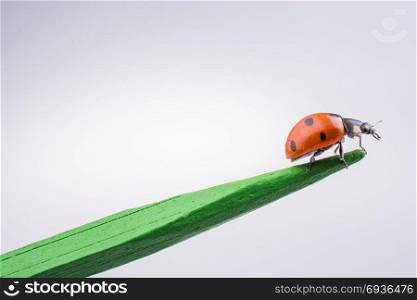 Beautiful photo of red ladybug walking on a wooden stick