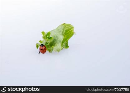 Beautiful photo of red ladybug walking on lettuce