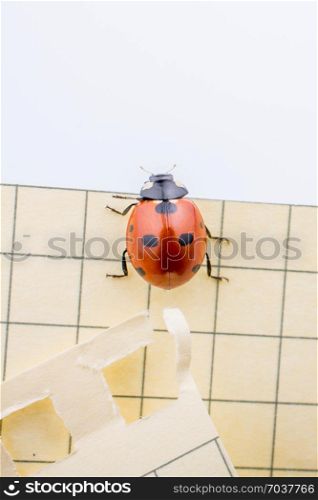 Beautiful photo of red ladybug walking on paper