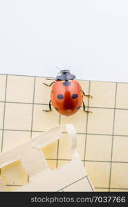 Beautiful photo of red ladybug walking on paper