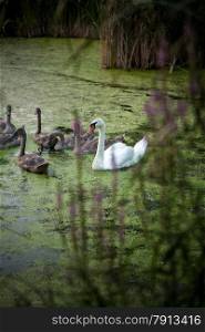 Beautiful photo of white swan on lake with cygnets