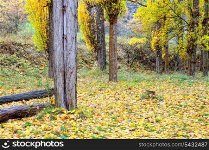 Beautiful picture of autumn with yellow leaves