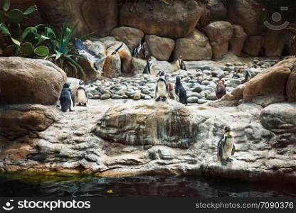 Beautiful picture of penguines near the coast