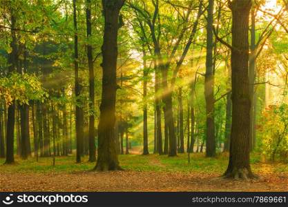 beautiful picture of the forest at dawn in the sun
